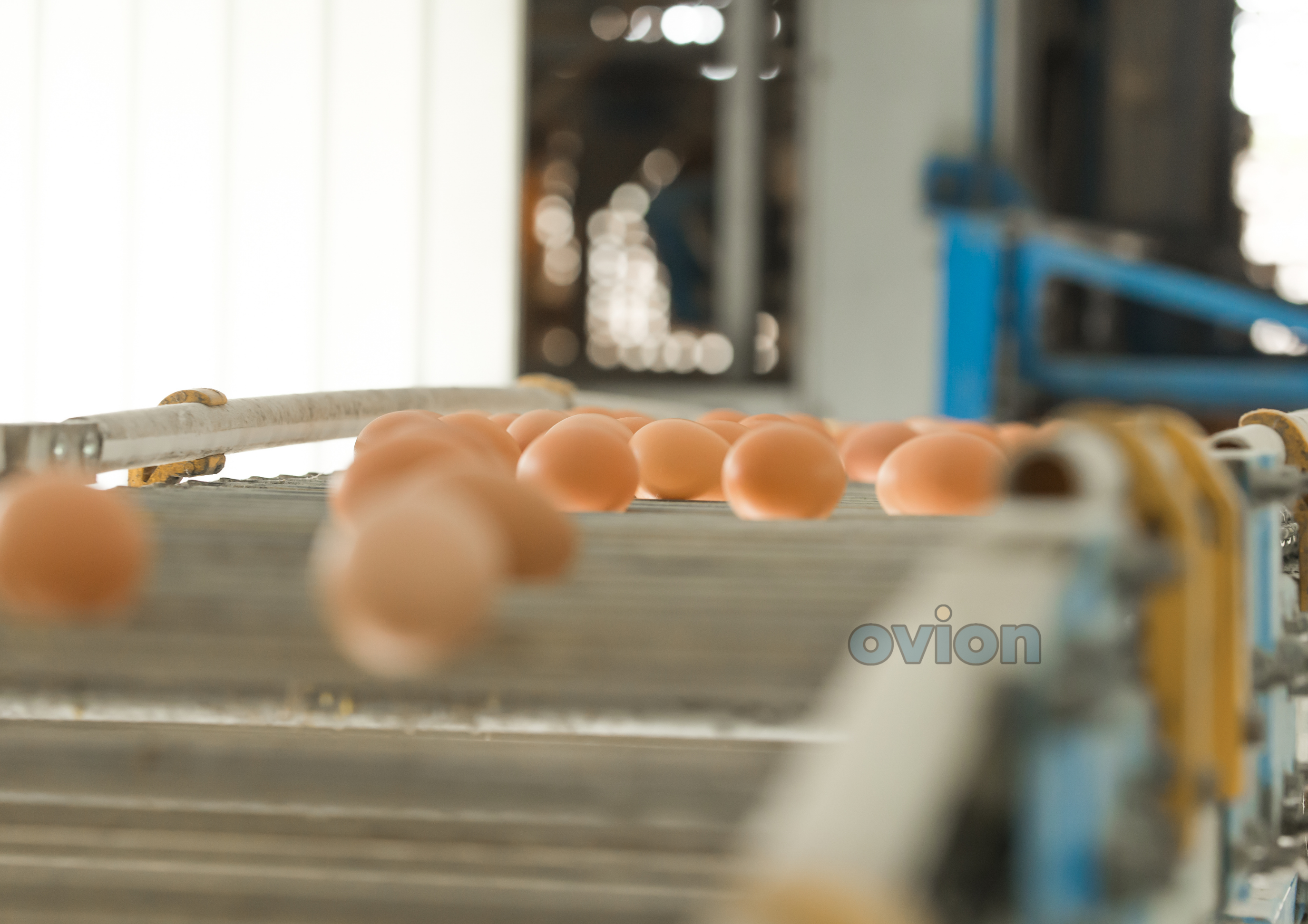 egg processing and poultry automation systems